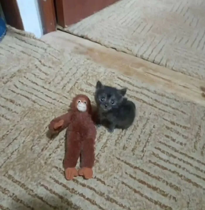 38 Hilarious Cat Moments Caught On Camera, As Shared By “Important Animal Images” (New Pics)