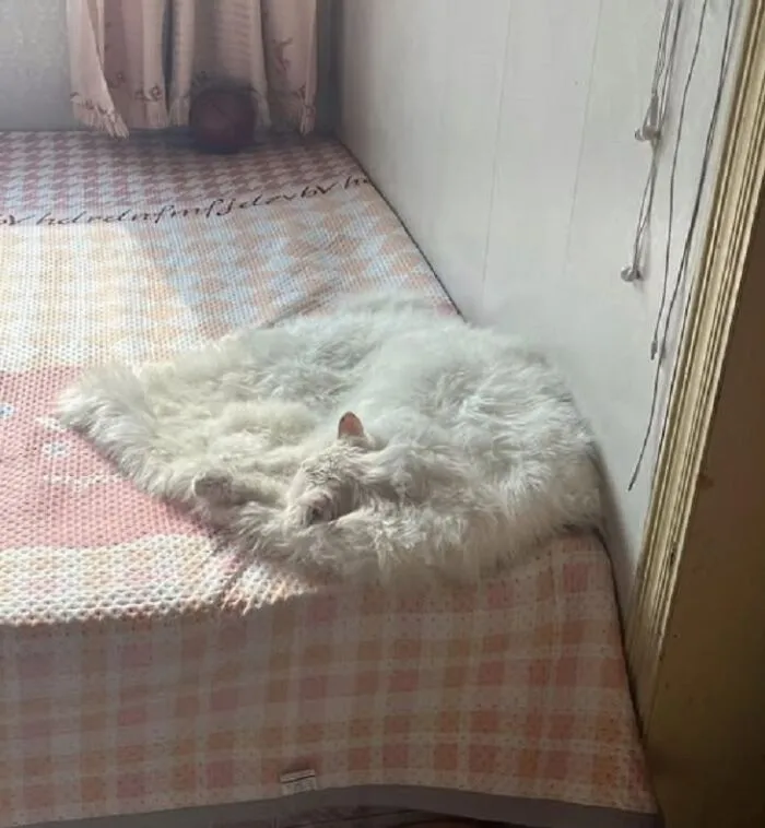 38 Hilarious Cat Moments Caught On Camera, As Shared By “Important Animal Images” (New Pics)