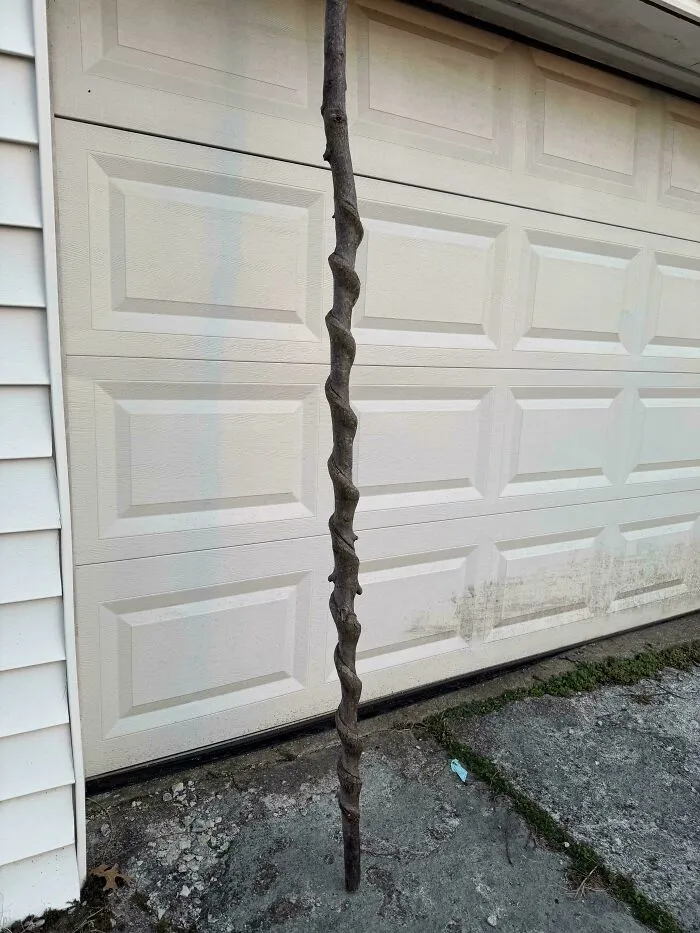 Brought This Beauty Home From A Camping Trip. Any Tips On Making It Into A Walking Stick?
