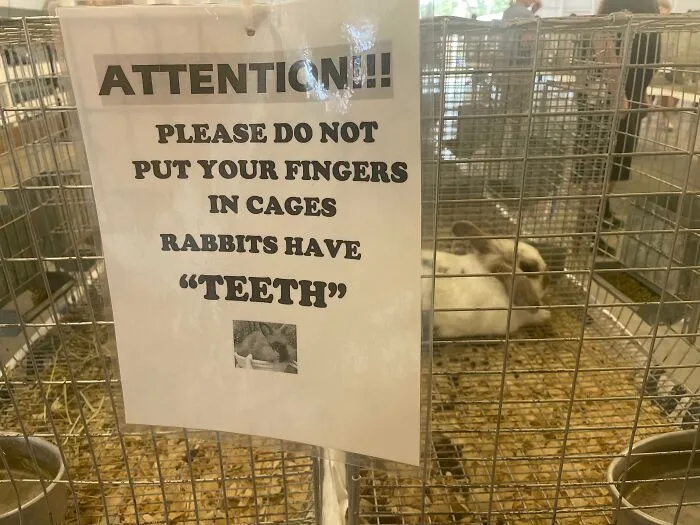 I’m Not A Fan Of Rabbit “Teeth”
