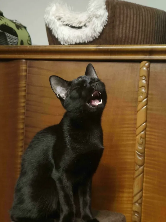 Ebony Is Practicing For Her Singing Debut