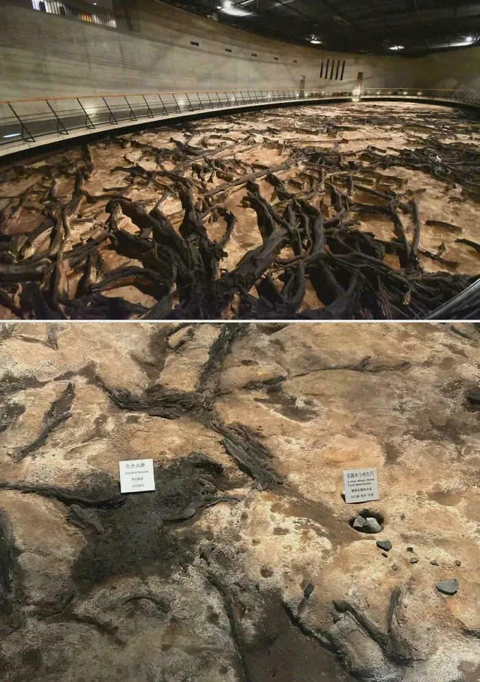 A wide view of an archaeological excavation site showing historical finds preserved underground.