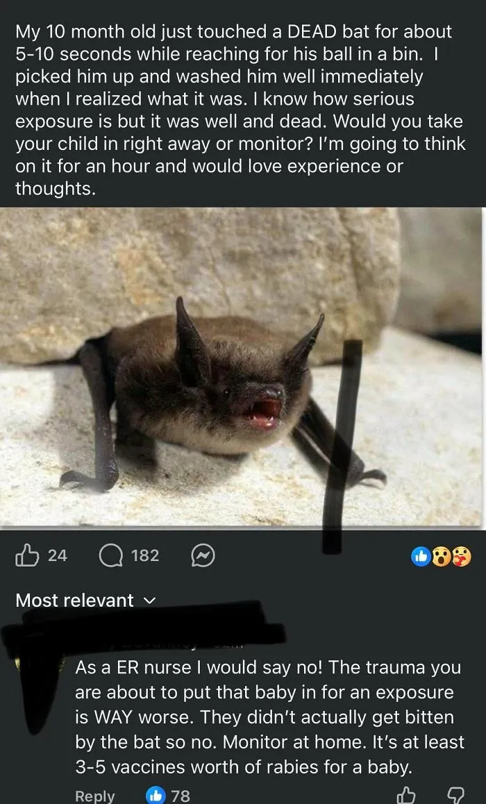 Concern over baby touching dead bat and rabies exposure