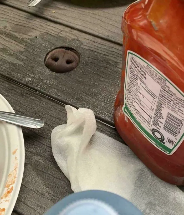 35 De las mejores imágenes que te hacen decir «hmmm»