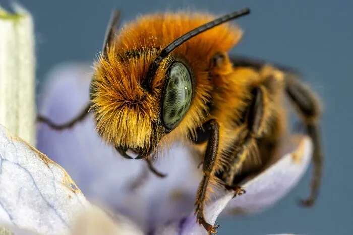 Red Mason Bee