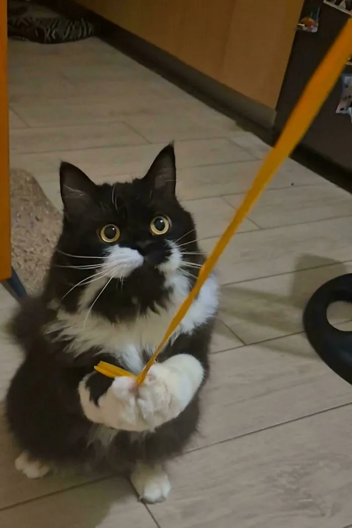 Adorable black cat playing with a ribbon, featured in wholesome animal pics