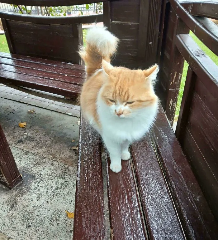 I (21m) And Cat (3c) Socialized At The Park