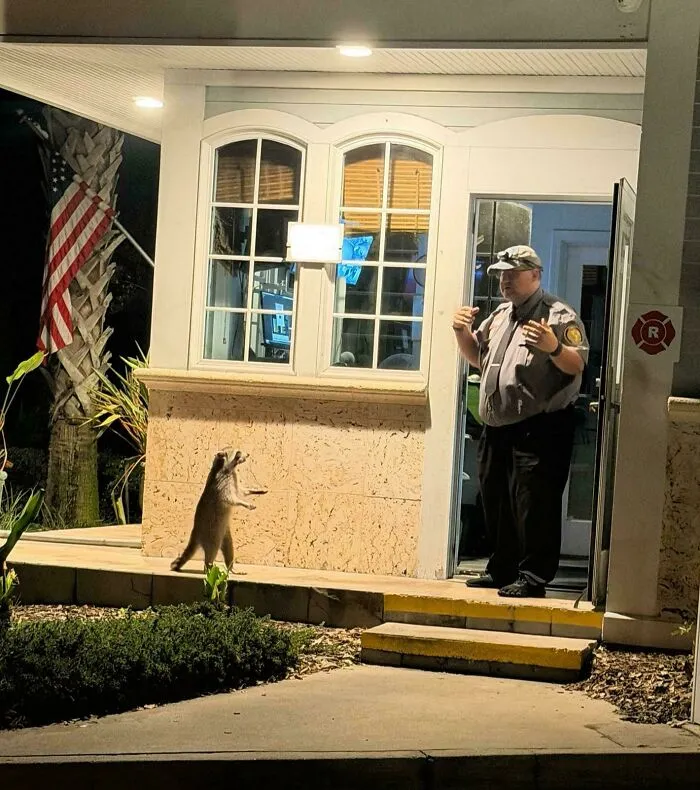 An accidental renaissance scene of a security guard communicating with a standing raccoon.