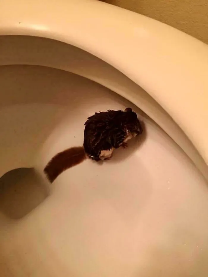 The Night I Got Up For My 3am Pee , Half Asleep, I Lifted The Toilet Lid (They’re Kept Down To Keep My Cats Out) And I Found A Squirrel Of Some Sort Swimming In My Toilet Bowl!
