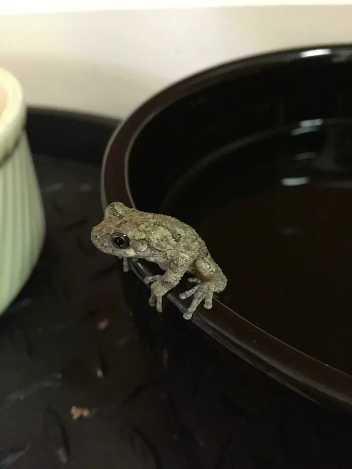 I Discovered A Frog 🐸 Perched On The Edge Of My Cat’s Water Bowl!