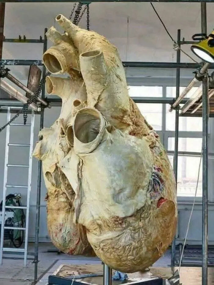 A Blue Whale's Heart Can Weigh Over 1,300 Lbs And Can Be Heard Beating From 2 Miles Away