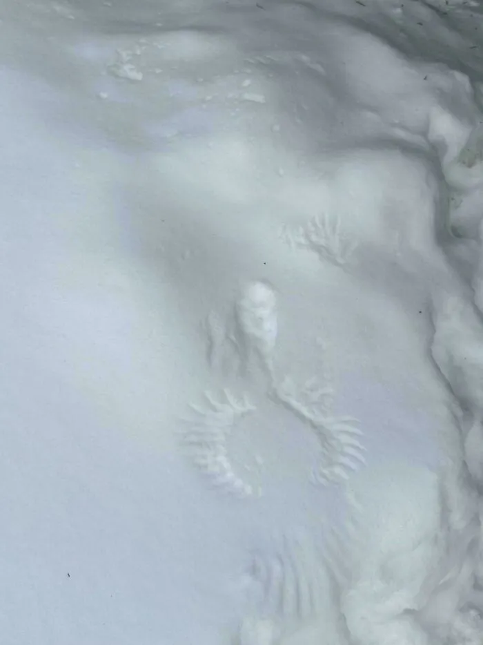 Mystery Snow Print