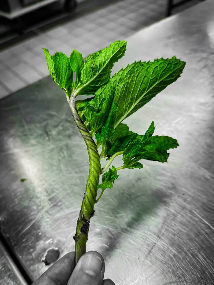 Twisted Mint