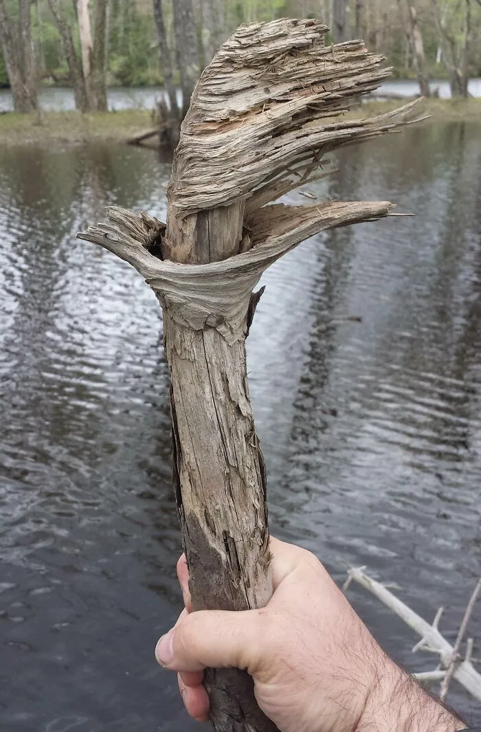 This Stick I Found Looks Like A Burning Torch, Flame Included
