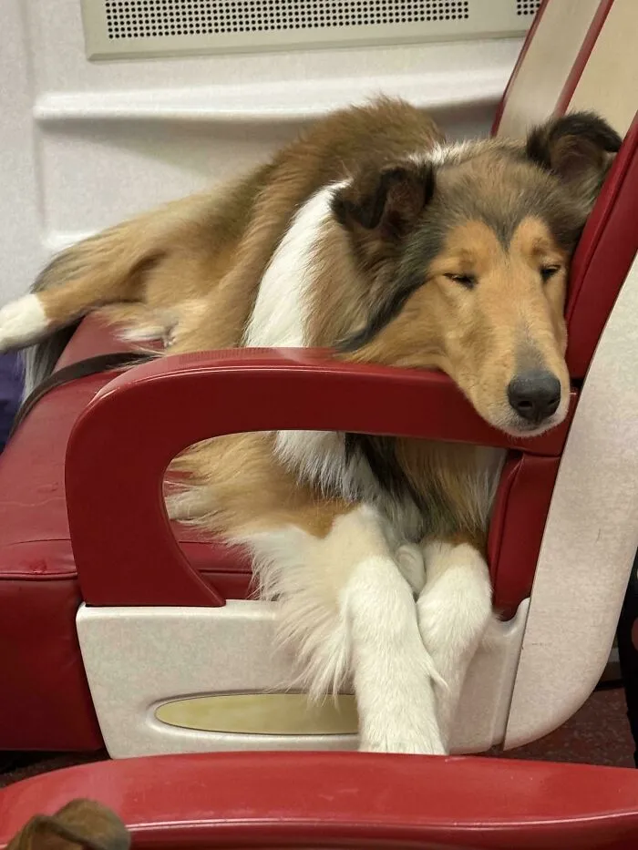 Rosie, Exhausted After The Akc Meet The Breeds In NYC
