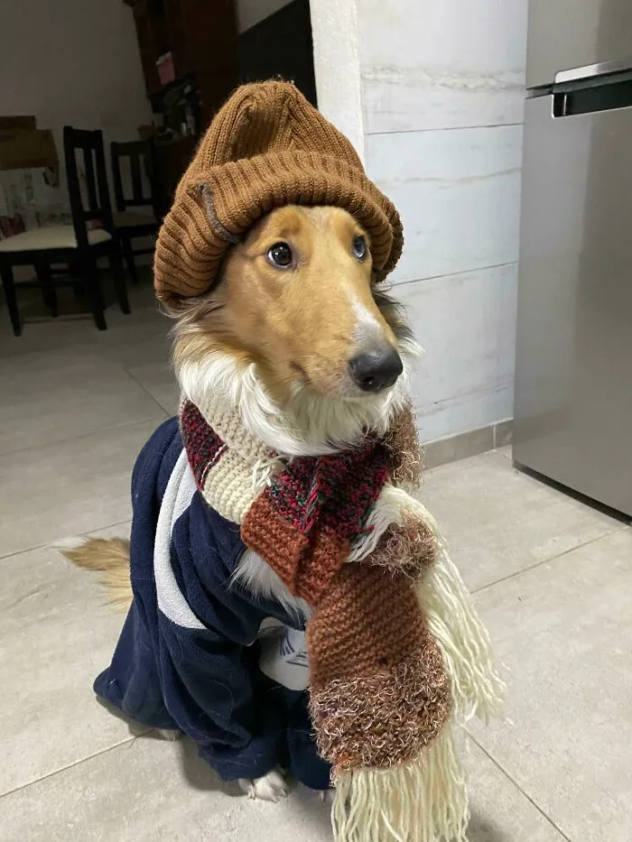 Collies Don't Really Need Coats, But She Likes To Wear Them Anyway
