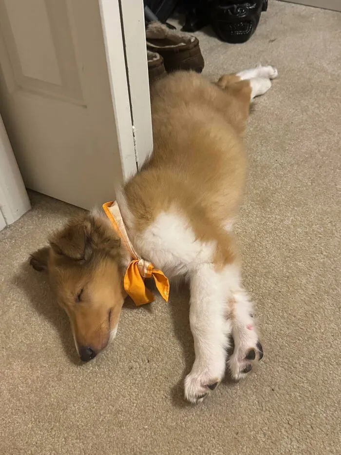 1 Month Since I Brought Home My Boy Lennon