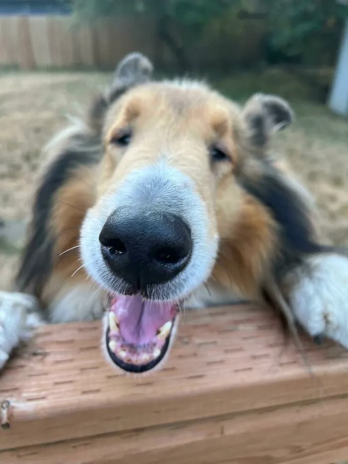 Boop The Snoot