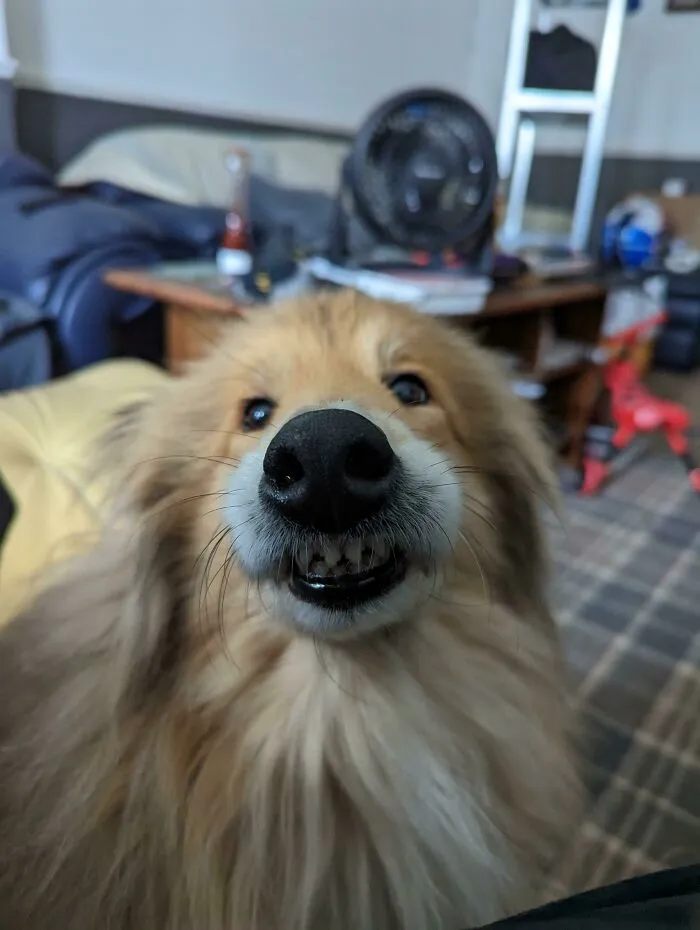 This Is Mia, She Is My Goofball 😬😂 Glasgow, Scotland. P.s She Ain't Growling 😅