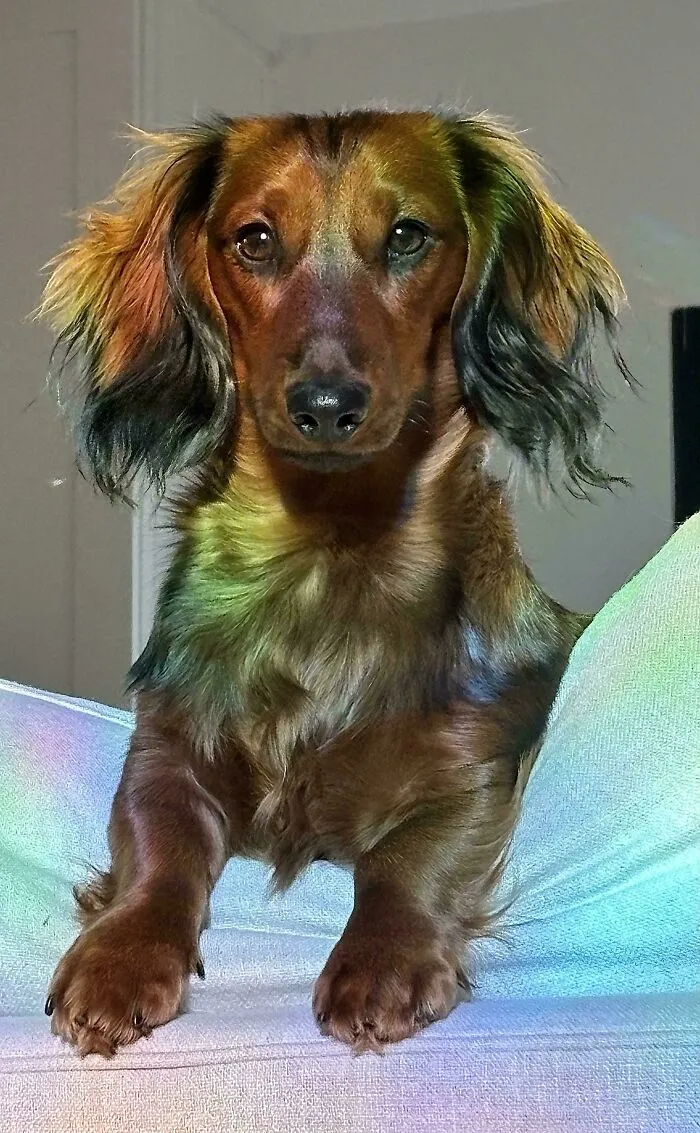 Caught Looking Majestic