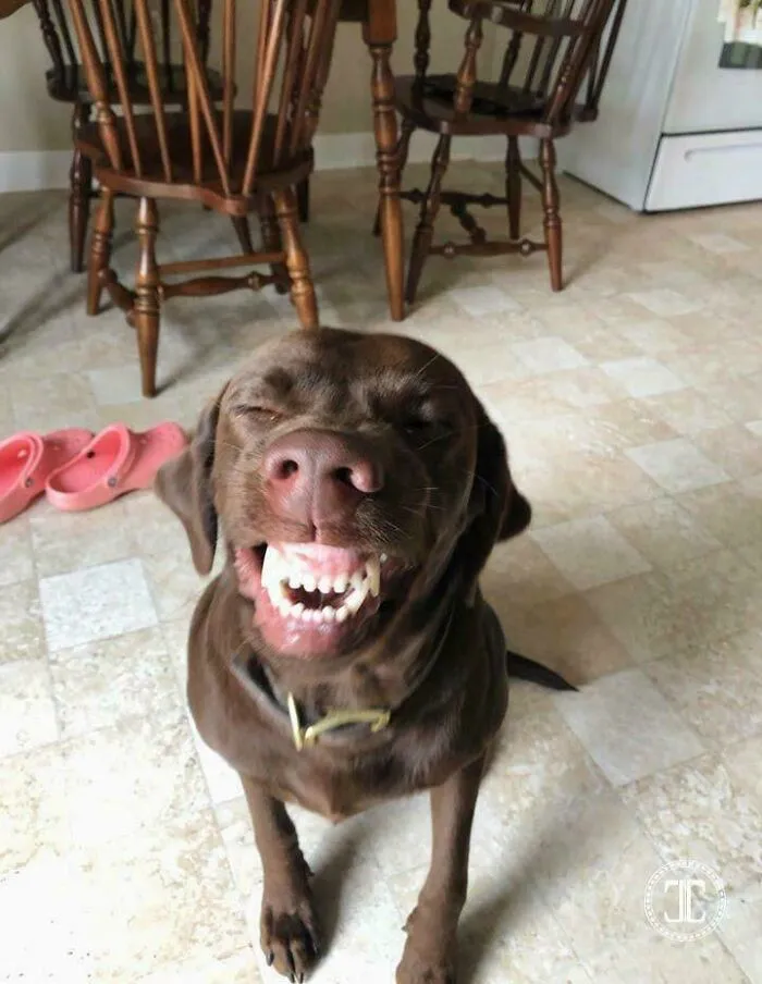 Jessie, The Smiling Girl 😄😂❤️