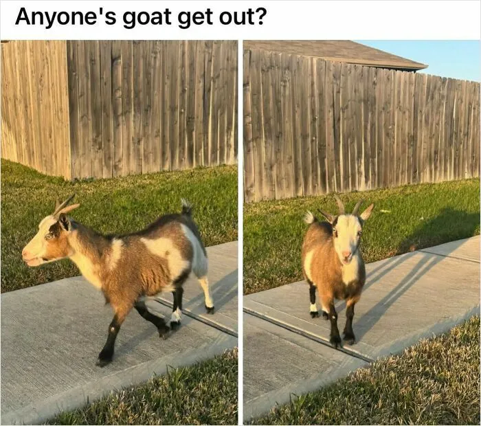 Post From My Neighborhood Facebook Group.   I Am Never Leaving This State.   God Bless Texas