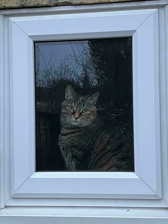 A tabby cat looking through a white window frame in an accidental renaissance style photo.