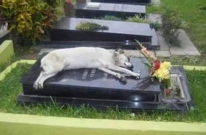 Alaska Doesn’t Want Dogs Mourning
