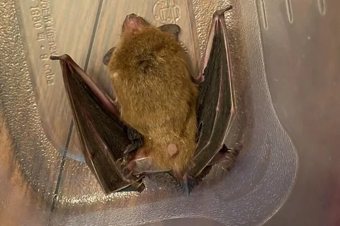 Texan Bats Are Off-Limits Unless They’re Housemates
