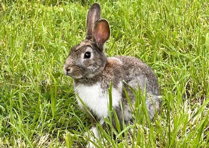 Wyoming’s Rabbits Are Four-Month Hotshots