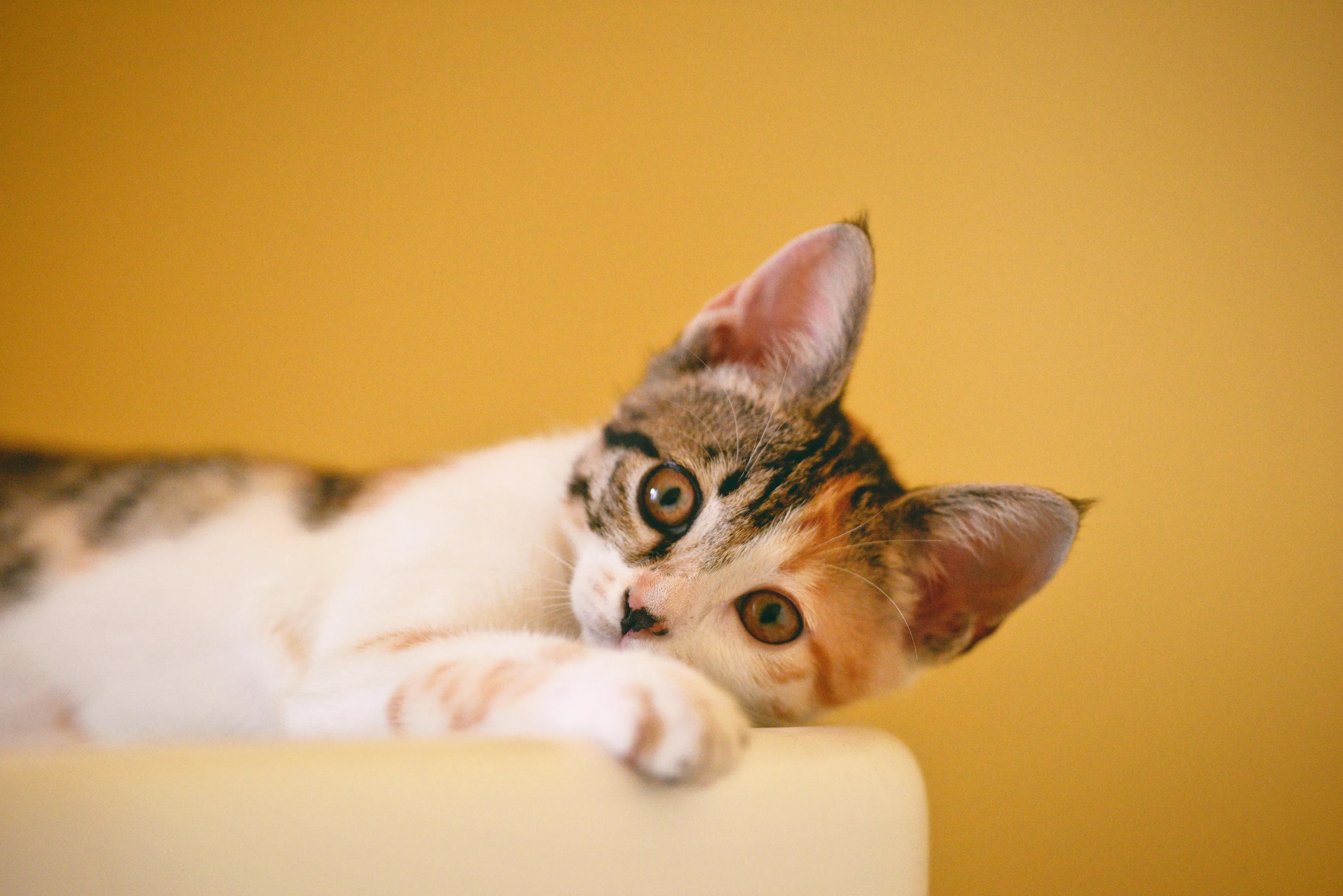 Calico cat lying down and looking forward with a blurred yellow background in soft natural light.