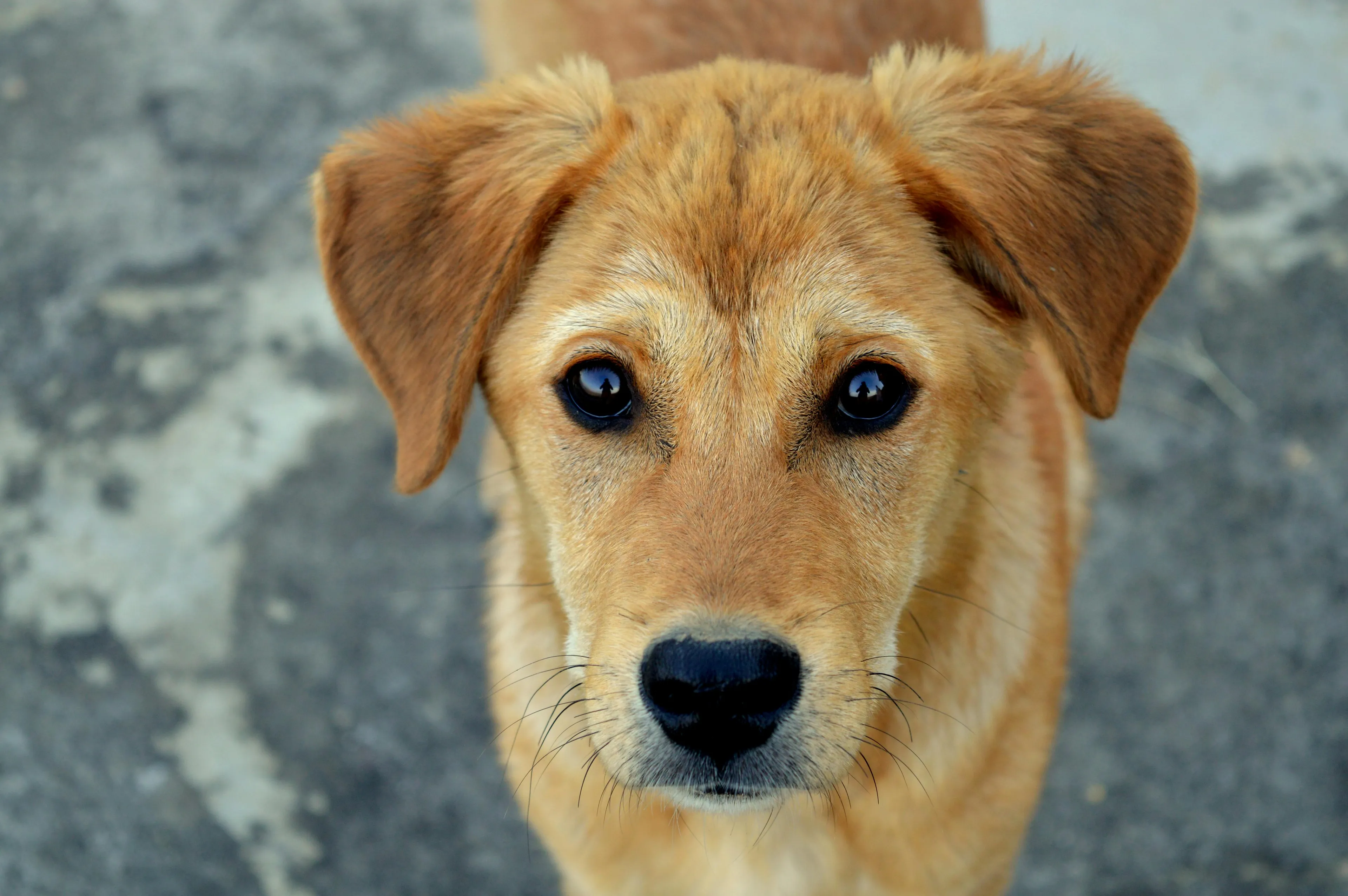 Close-up of a brown dog with dark eyes looking up, representing the animal sent into orbit aboard Sputnik 2 in 1957.