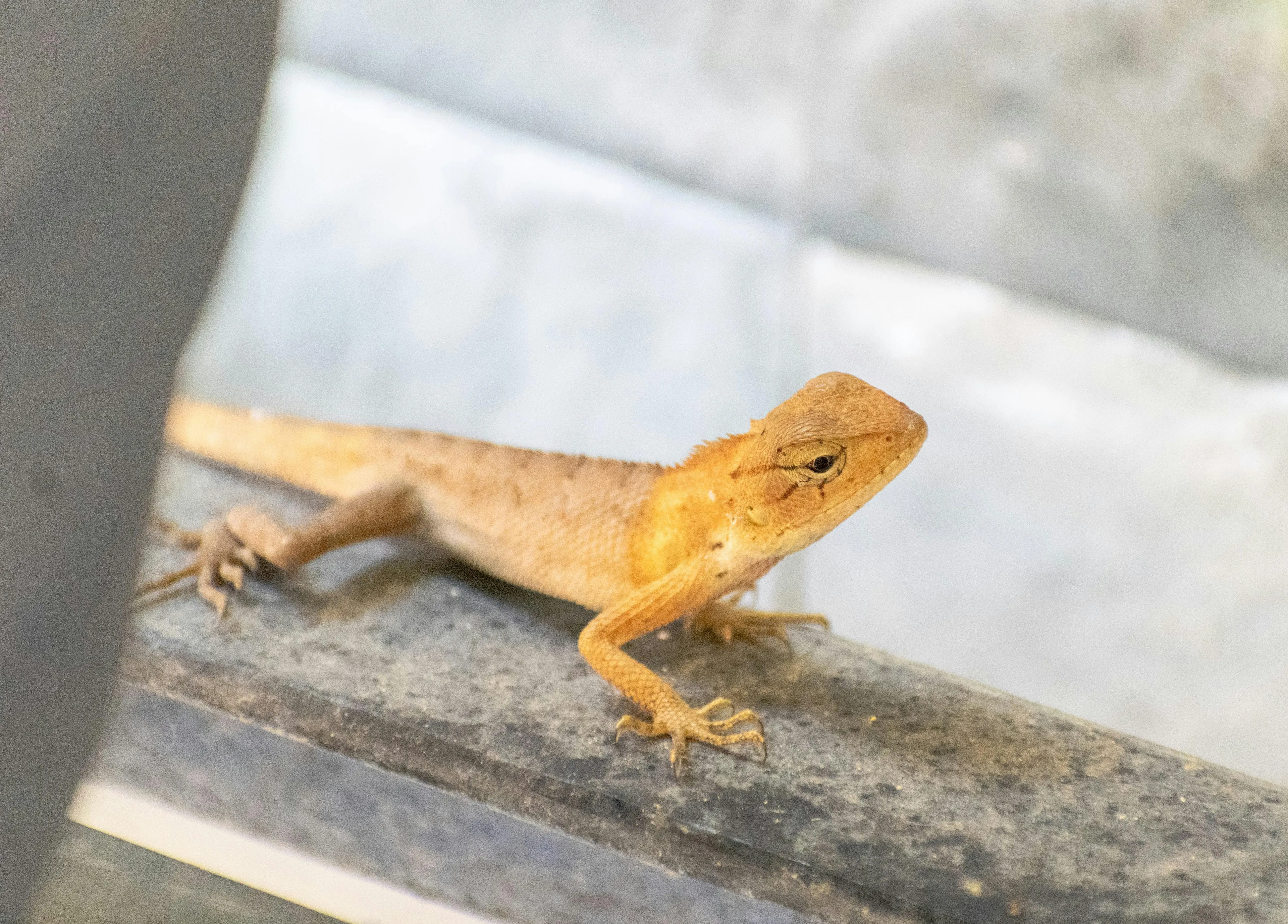 Brown lizard with textured skin resting on a metal surface, showcasing details of its head and claws in natural light.