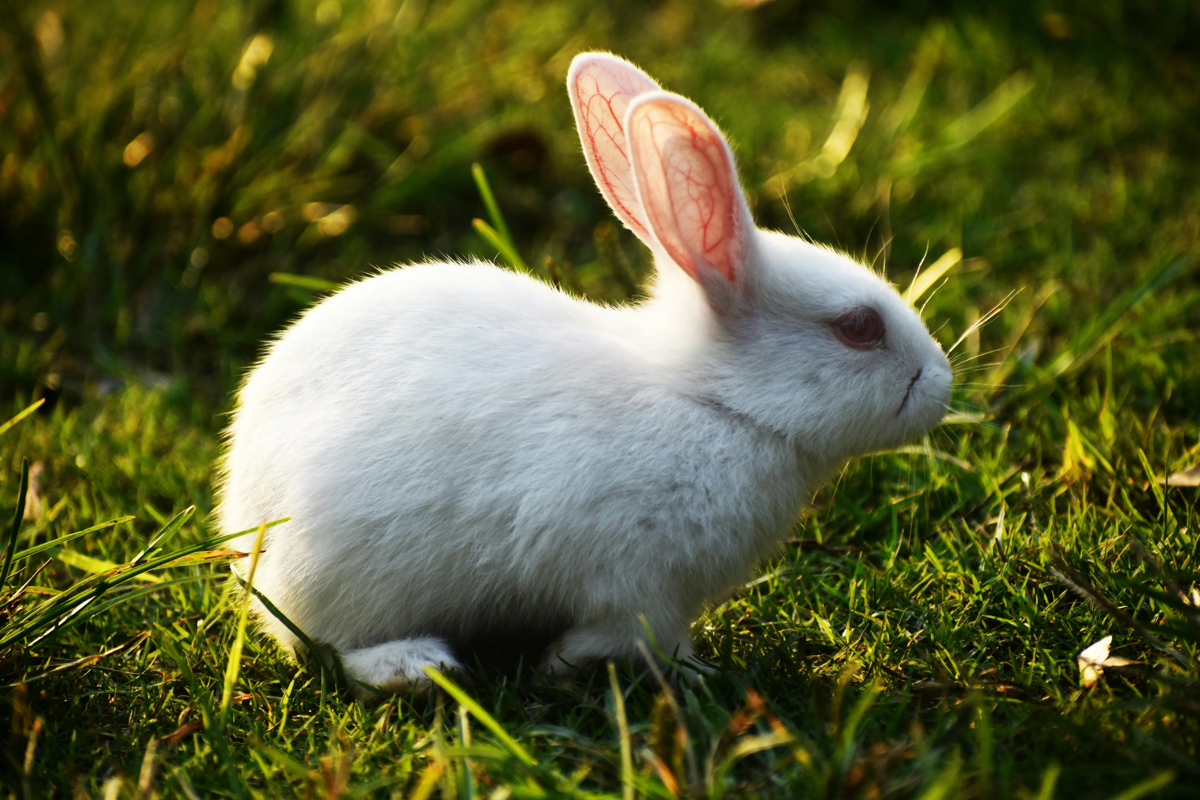 White rabbit sitting on green grass with sunlight highlighting its translucent ears and soft fur outdoors.