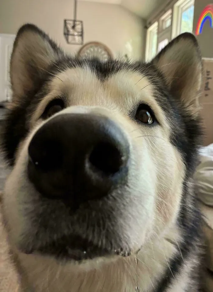 A close-up shot of a husky face with a wet nose, perfect for funny unhinged dog pictures