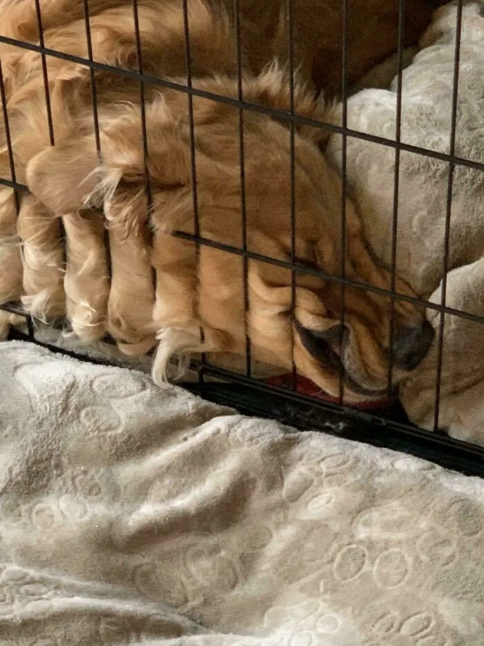 Funny unhinged dog pictures of a golden retriever squishing its face against the bars of its metal crate