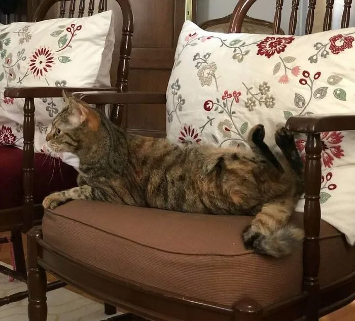 Is My Cat Upside Down Or Down Side Up?