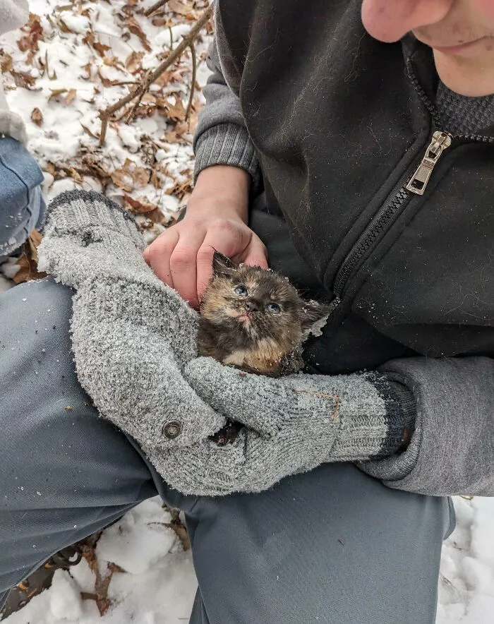 We Found This Poor Little Kitten In The Woods, Covered In Ice, With Her Fur Stuck To The Hunk Of Plastic She Was Hiding Under For Shelter