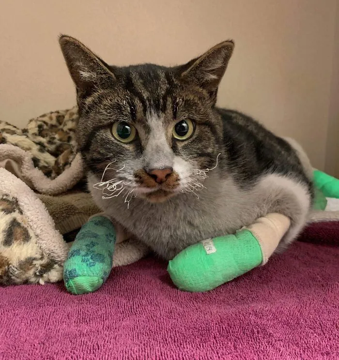 A Cat Rescued From The Camp Fire In California