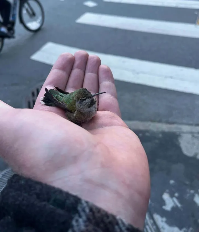 Small rescued hummingbird resting gently in a person's hand, symbolizing animals saved from awful conditions and given a second chance.