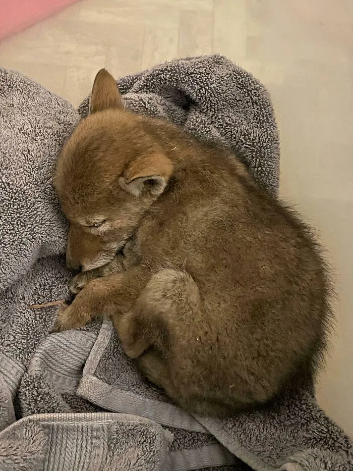 Sleeping rescued animal curled up on a soft towel, showing a second chance in life after awful conditions.
