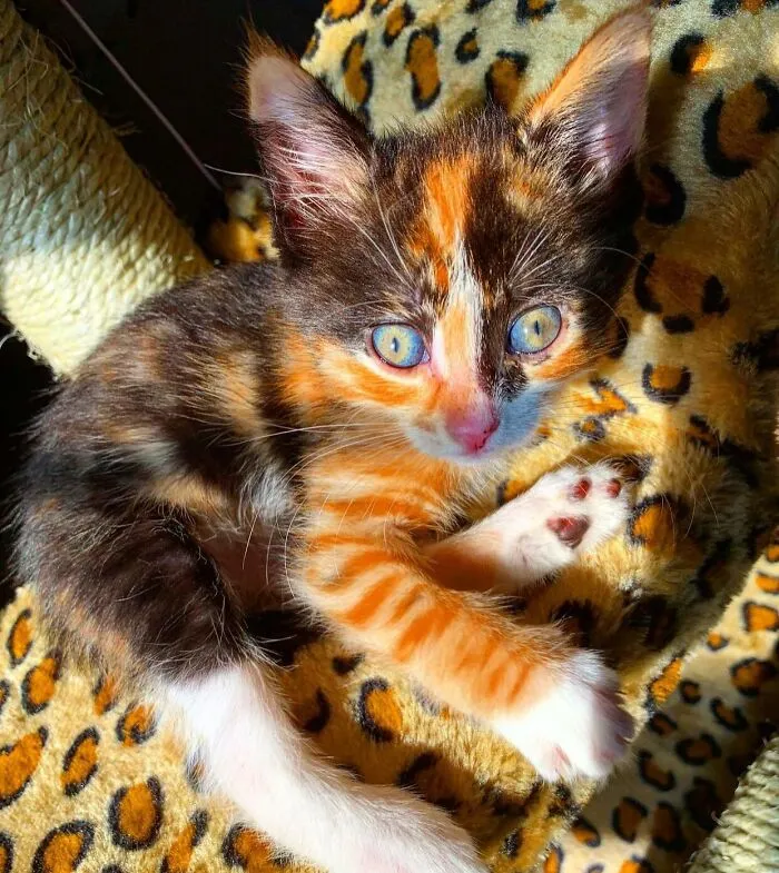 Baby Kitten I Rescued From The Side Of The Road