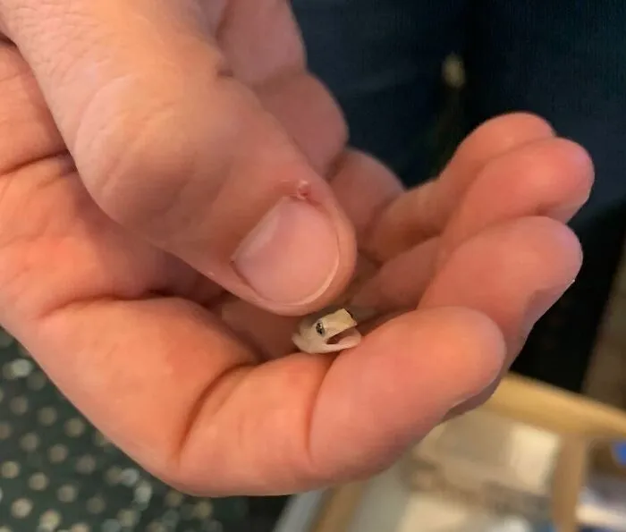 Small rescued animal held gently in hand, symbolizing animals saved from awful conditions and given a second chance.