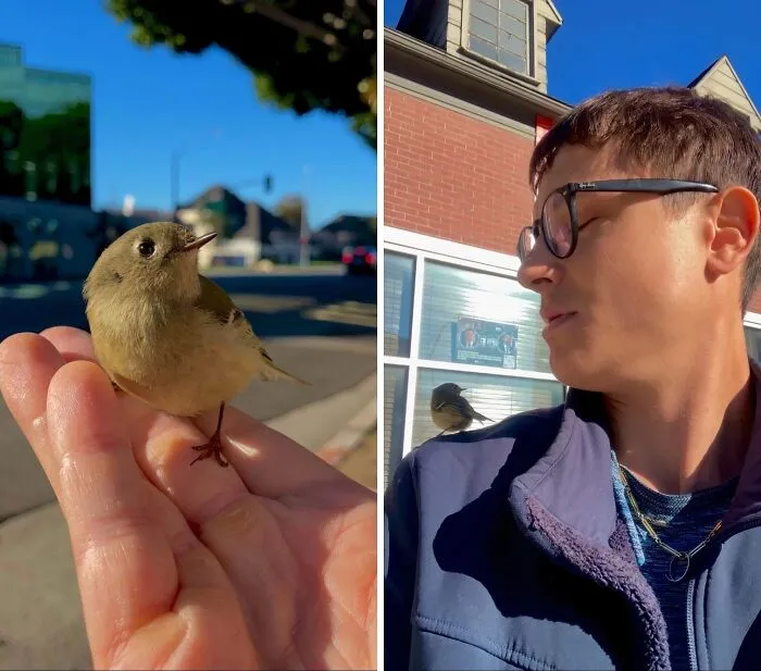 Saved A Bird In Shock On The Sidewalk From Being Stepped On