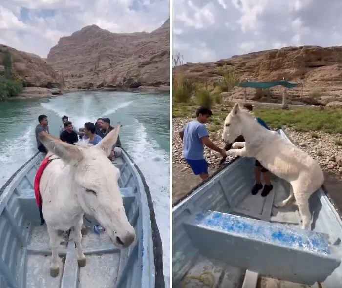 Rescuing A Stranded Donkey