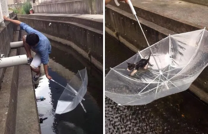 Kitten Rescue