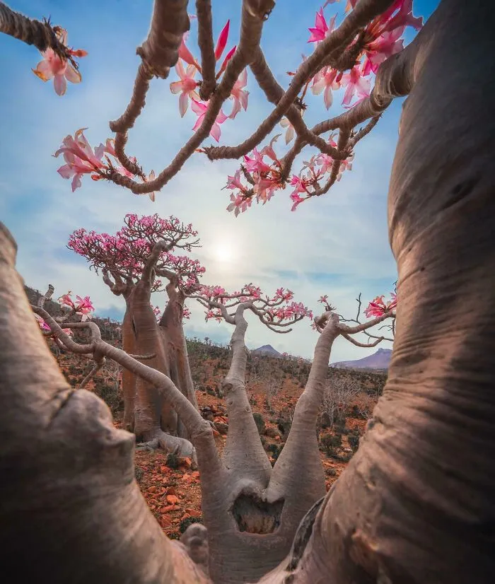 Desert Roses In Socotra