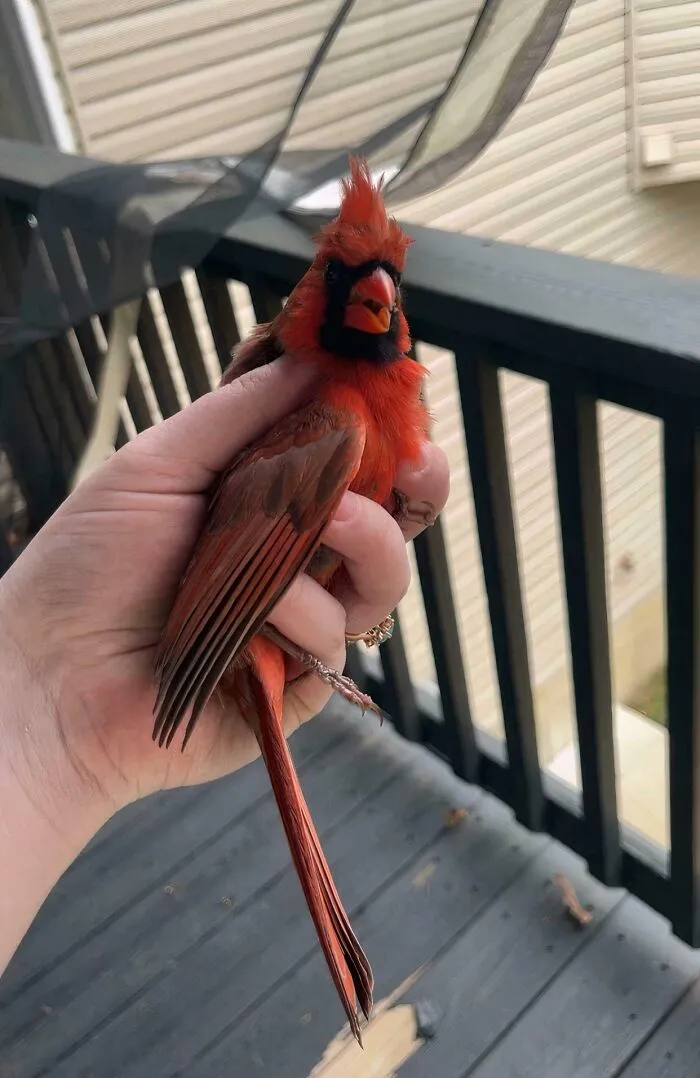 A rescued red cardinal bird held gently in a hand, representing animals saved from awful conditions and given a second chance.