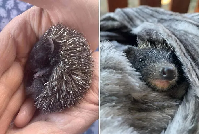 Two rescued animals wrapped in hands and a blanket, showing a second chance in life for saved animals.