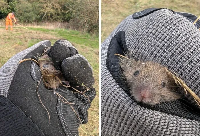 Small rescued animal held gently in a gloved hand outdoors, showcasing a second chance in life for saved animals.